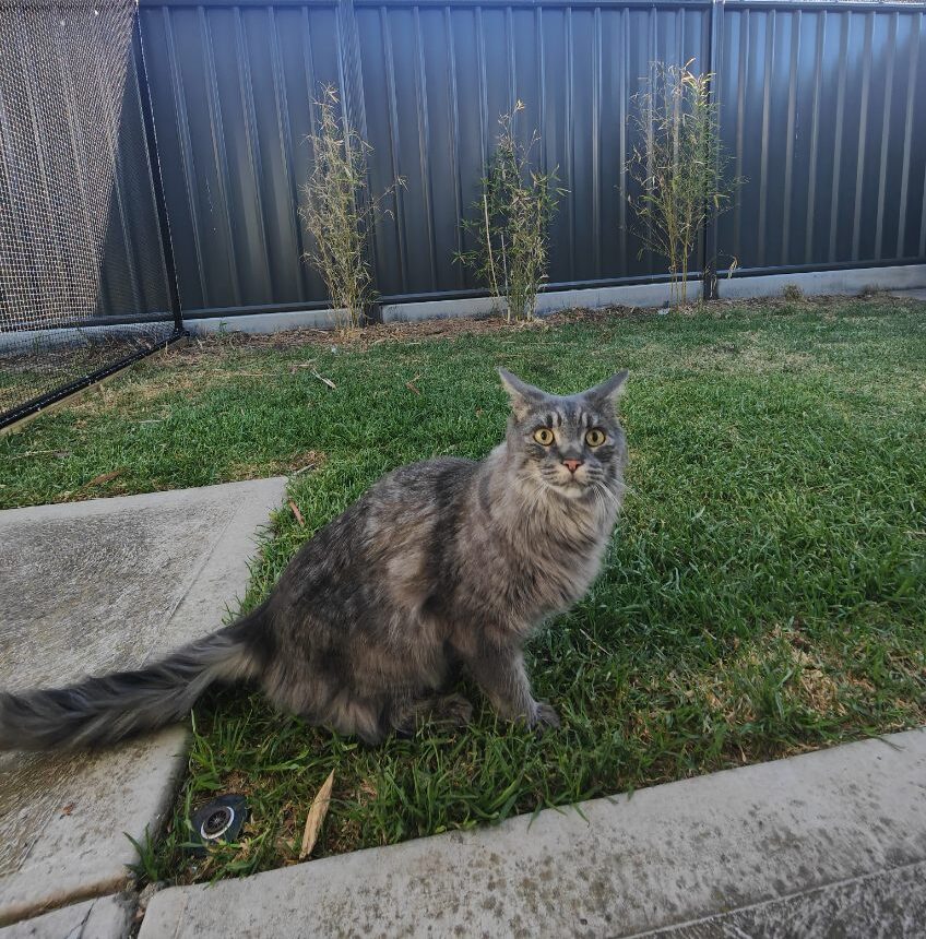 Ziggy the cat in full-yard cat enclosure