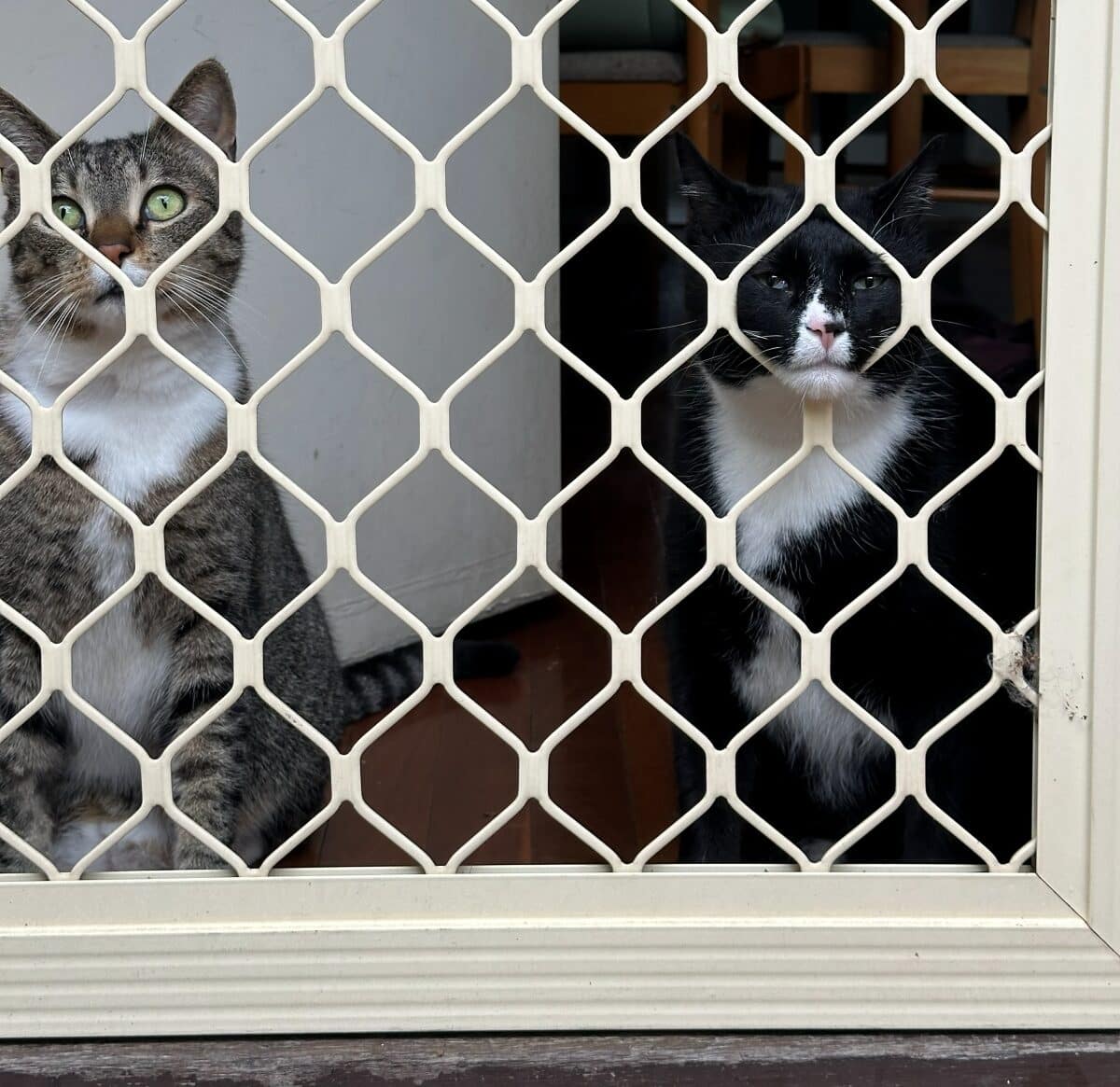 Two cats stuck inside wishing they could be free outside