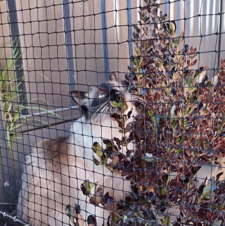 Cat enjoying outdoor cat enclosure