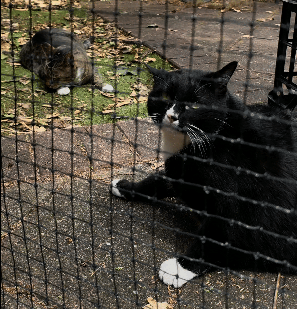 Two cats outside enjoying their cat enclosure