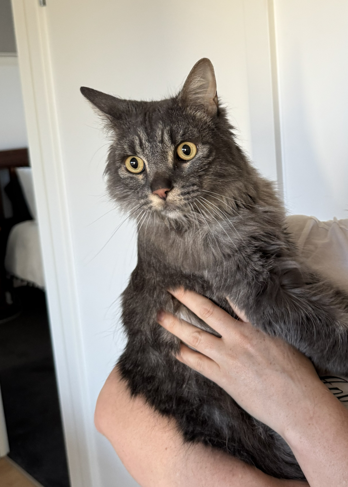 Cat being held inside